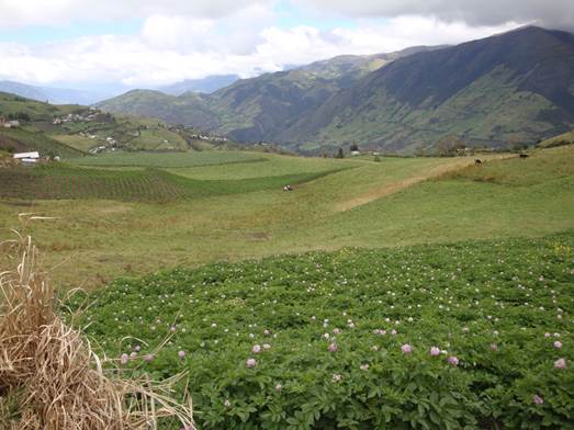 Potato field in Cotopaxi Province Ecuador