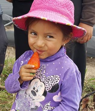 Ecuadorian strawberry