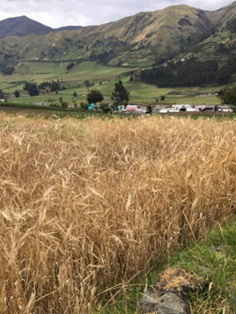 Fields ripe unto harvest on Andean mountainside in Ecuador.