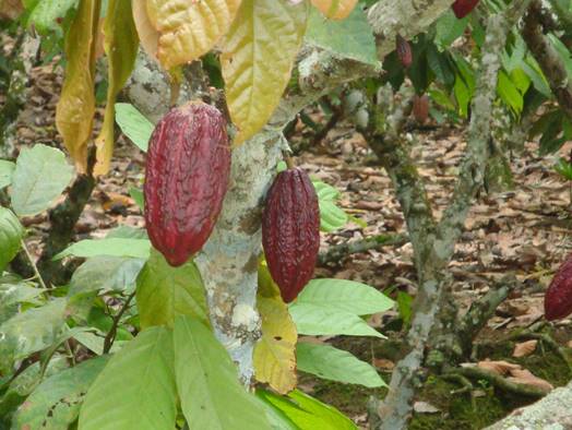 Cacao growing in Machala, Ecuador